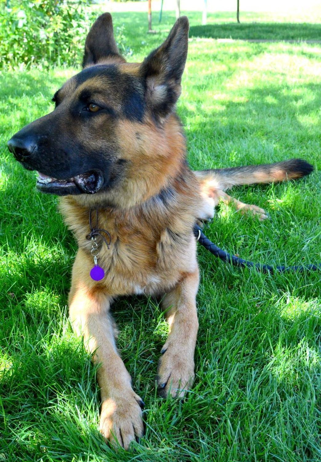 Kółko blaszka dla pupila fioletowa 2,5 cm z miejscem na grawer Kółko purple M. Blaszka w formie adresówki, identyfikatora dla psa. Blaszka z miejscem na grawer. Na adresówce możemy wygrawerować np. imię psa i nr telefonu do wł.jpg